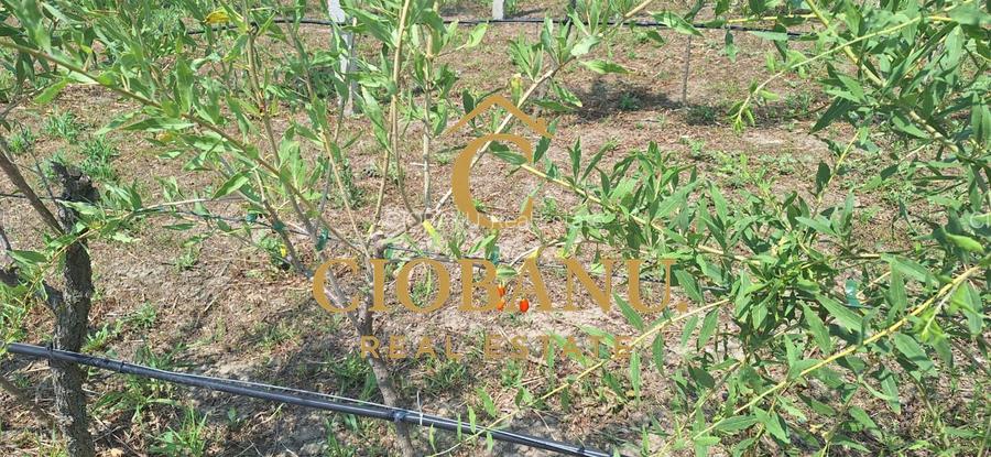 Teren intravilan cu PLANTATIE DE GOJII de vanzare in Racari - 5