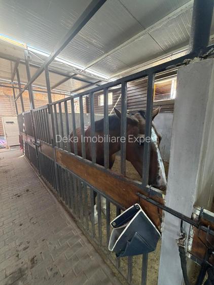 AFACERE LA CHEIE - Equitopia Ranch Bragadiru!
