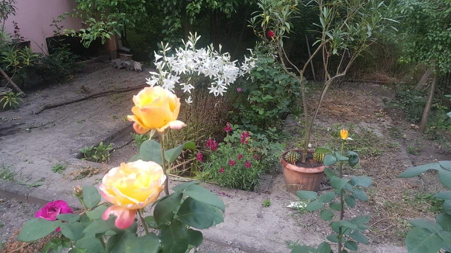 Casă cu gradina in zonă liniștită cu acces privat