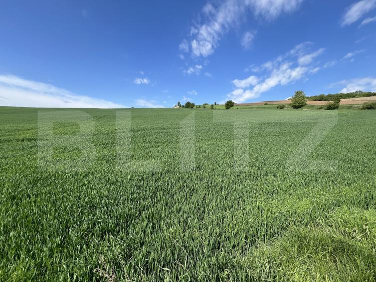 Teren generos 15.900 mp (intravilan + extravilan) în Sâncraiu de Mureș