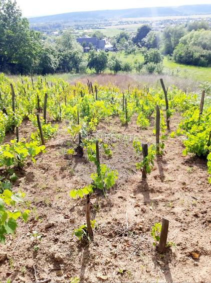 Teren intravilan 6850 mp Simnic, Izvor - 3