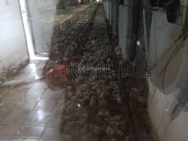 De vânzare fermă avicolă – Salonta, județul Bihor - 10