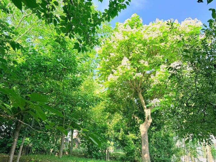 Casă individuală în Bucium - Hanul Dacilor, 342 mp, 1.140 mp teren