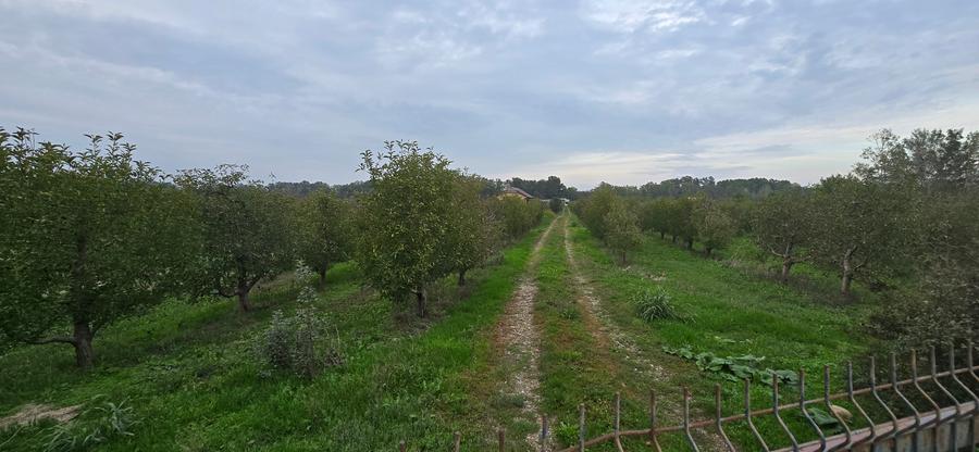 LIVADA DE VANZARE FOCSANI-DUMBRAVITA 1,8 HA