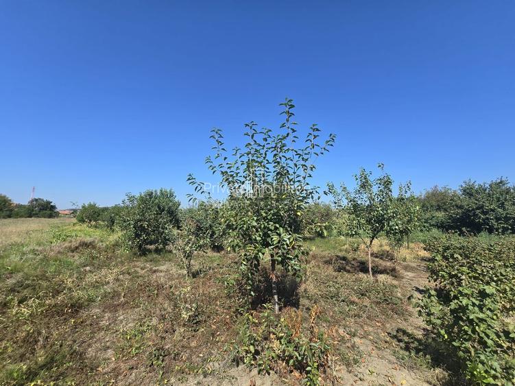 Casa cu piscina, 3450 Mp suprafata teren, Albesti, Mures - 24