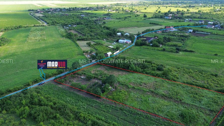 Teren Urlați / Investitie / 5.555 mp pe Traseul MARVIN si Drumul Vinului - 2