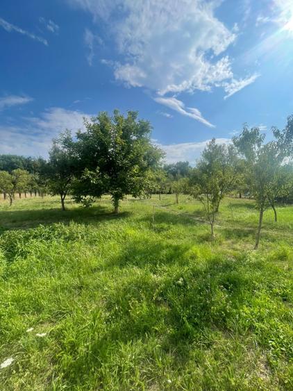 Teren intravilan, 25 ari, zona Tauti de Sus