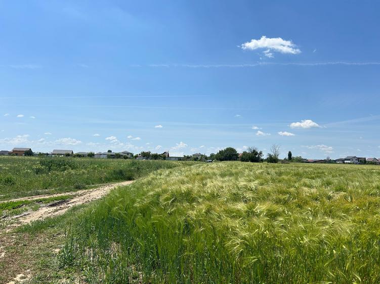Vanzare teren în Măgurele, Pruni, strada Argeș 12000 euro