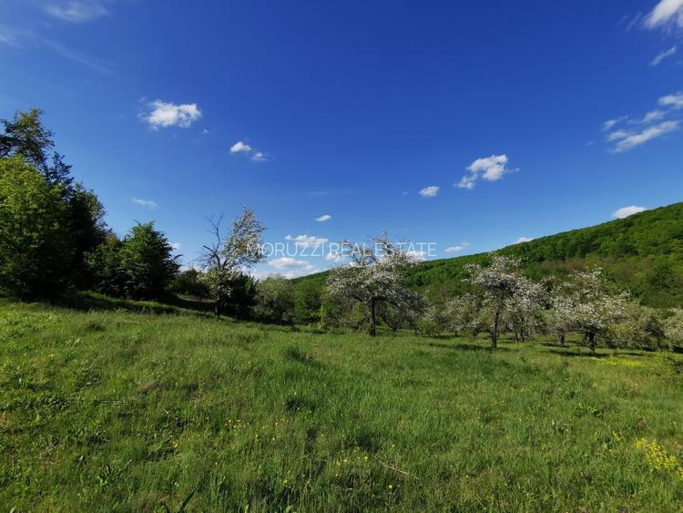 Teren de Vânzare, Budeasa Mica – Potrivit pentru Casă de Vacanță sau Investiție - 12