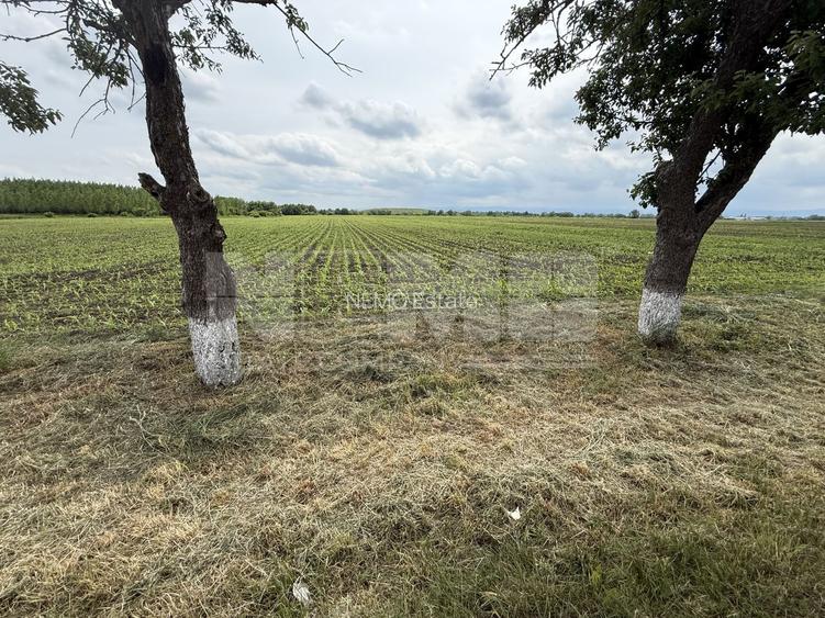 Teren extravilan de vânzare | Satu Mare, județul Suceava | 3.750 mp - 3