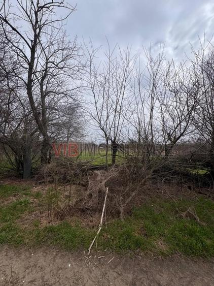 Jilava - Centura Bucuresti - teren intravilan 423 mp