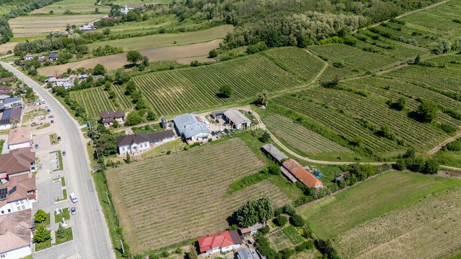 CRAMĂ PREMIUM DE VÂNZARE -60 HA- CONAC ISTORIC- PODGORIA DRĂGĂȘANI - 5
