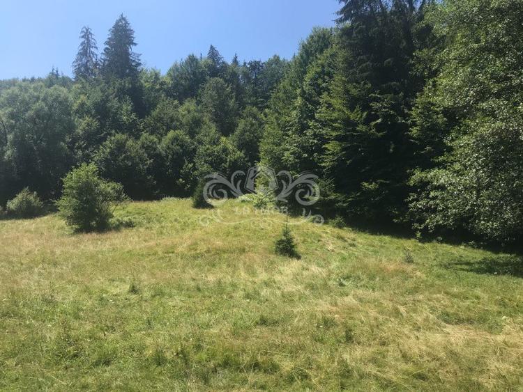 Vand teren si padure conifere in Albestii de Muscel.