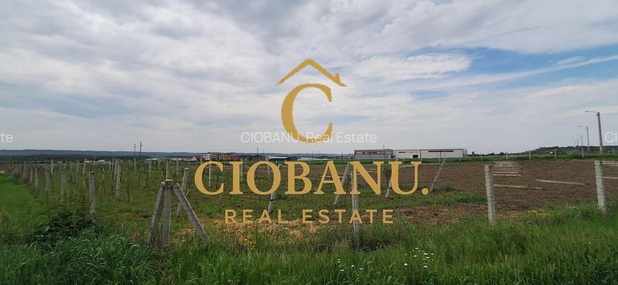 Teren intravilan cu PLANTATIE DE GOJII de vanzare in Racari - 25