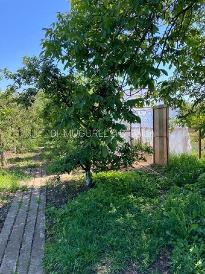 Oportunitate ideală de investiție și locuit– Casă, curte și livadă pe 1800 mp - 6
