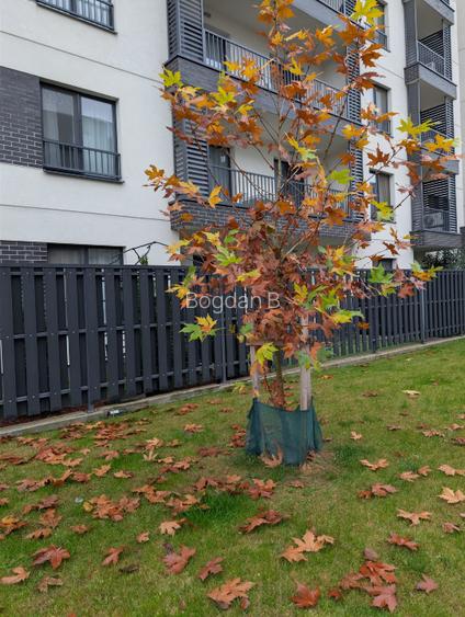 Apartament cu gradina 2 camere Pipera  - 12