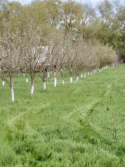 De vânzare teren extravilan în Sfântu Gheorghe - 4