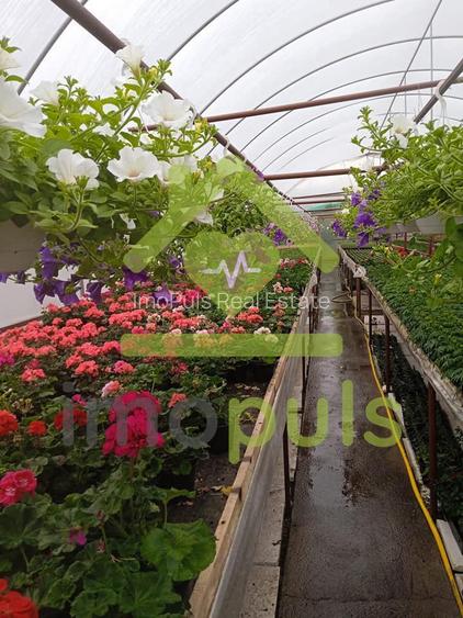 🗺️ Teren intravilan in Jupani (Timis), 10,19 Euro/mp.✨ - 9