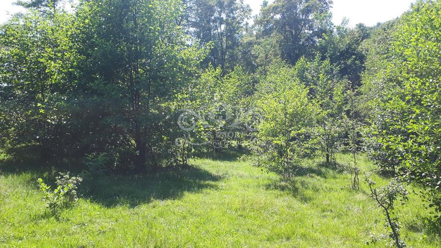 Teren cu livada de vanzare in Albesti de Muscel