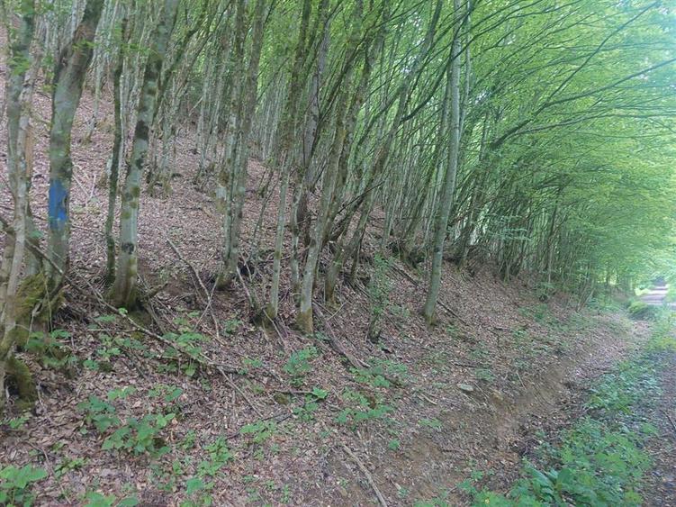 Teren in Bulzestii de Sus 3700mp