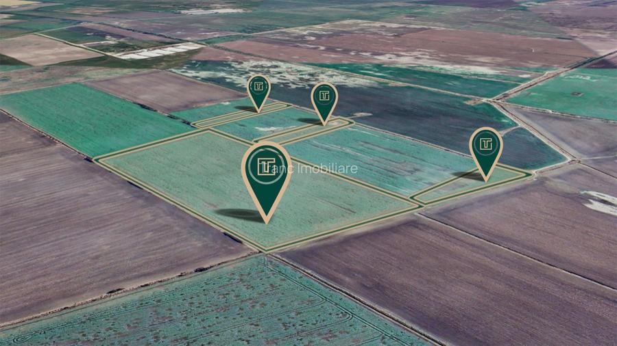 Teren agricol de 11,75 ha de vânzare, la 1,5 km de Turnu, jud. Arad - 4