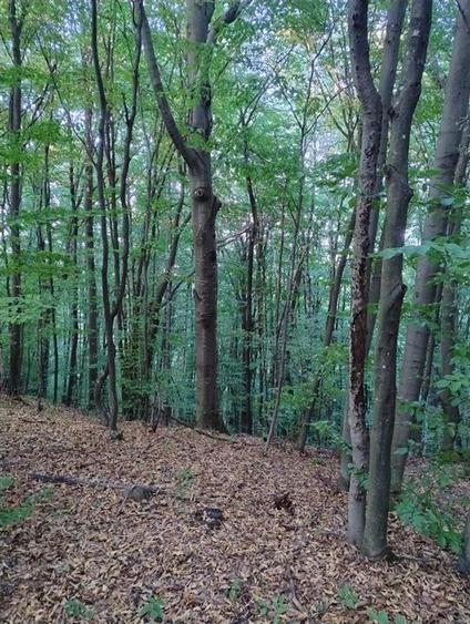 Padure de Fag 2 hectare