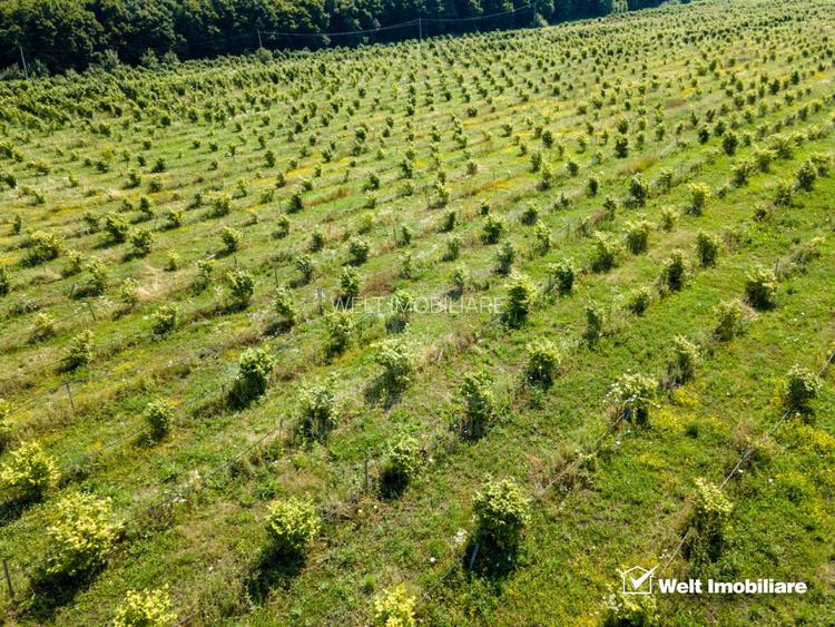 Teren nucifer cu plantatie de aluni, sat Frata, jud. Cluj - 2