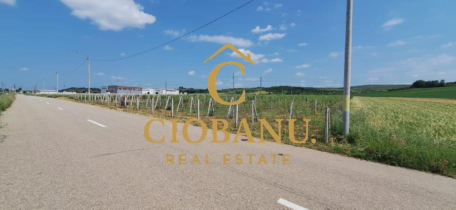 Teren intravilan cu PLANTATIE DE GOJII de vanzare in Racari