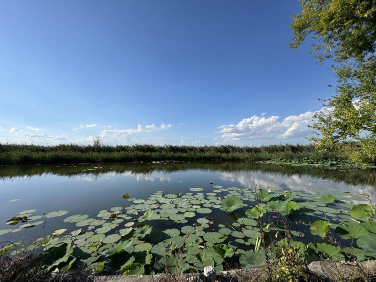 Teren 887mp Snagov | utilitati la gard, in curs autorizare ponton, curte privata