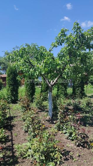 Casă bătrânească în Davideni – curte generoasă de 2.000 mp - 15