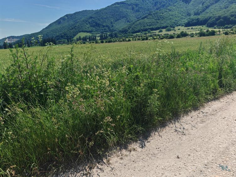 Teren industrial CRISTIAN - in spate la Ina Schaeffler, vizavi de Agricola
