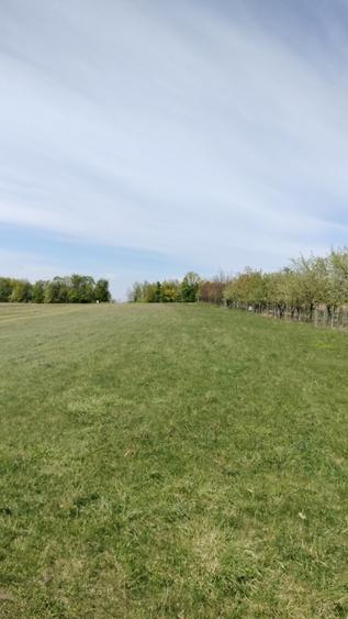 Teren extravilan 7.200 mp Bordea - Grajduri/ Oportunitate Investiție