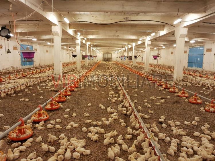 Ferma avicola populata, aparoape de Oradea - 2