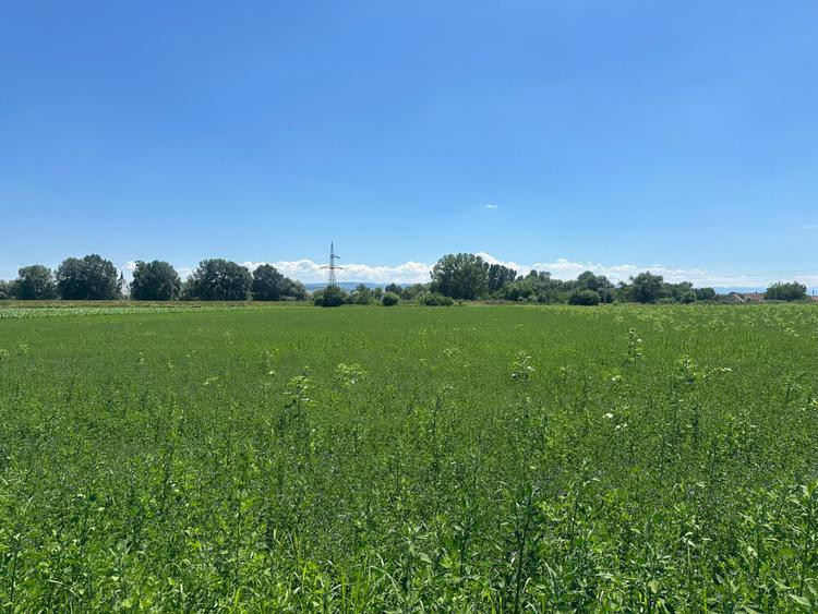 Teren Intravilan 29.100 mp| 2 FRONTURI STRADALE| zona Vurpăr