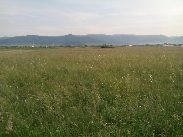 Imobiliare Maxim - teren in Cristian