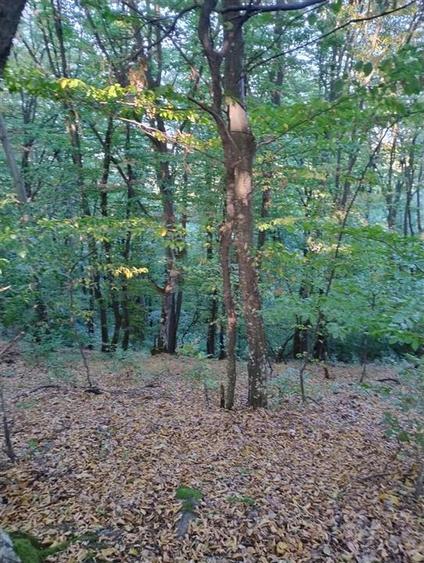 Padure de Fag 2 hectare