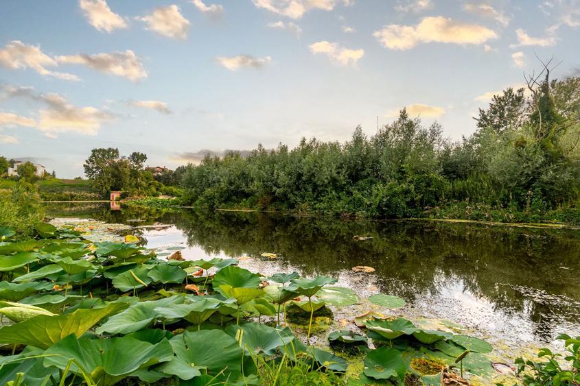 Teren Lacul Snagov 1.976 mp | 19,18 m front la lac | Vilă P+1 | 0% com