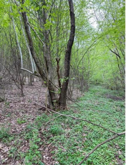 Oportunitate Teren extravilan 4000mp , Zona Baisoara