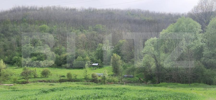 PADURE SALCAM, 120000mp, BRADESTI - 2
