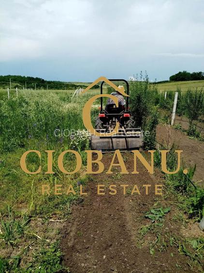 Teren intravilan cu PLANTATIE DE GOJII de vanzare in Racari - 22