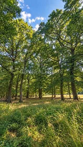Vânzare teren extravilan pădure+ Pășune 17 000 mp Covasna - 8