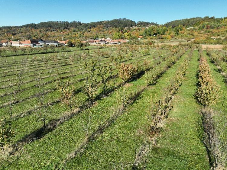 RECO, Teren cu livada de ciresi, Zona Auseu, Bihor