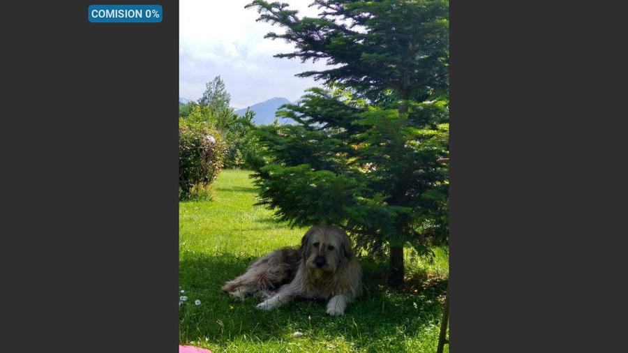 House for sale, 5 Rooms, 180 sqm, Valea Dejani