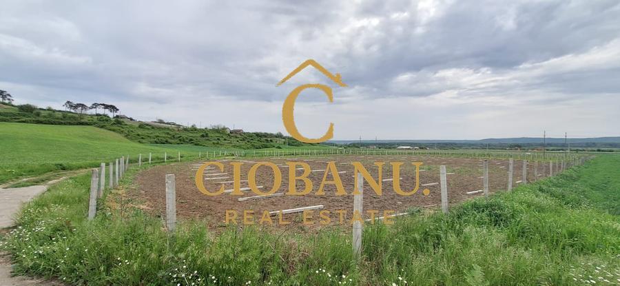 Teren intravilan cu PLANTATIE DE GOJII de vanzare in Racari