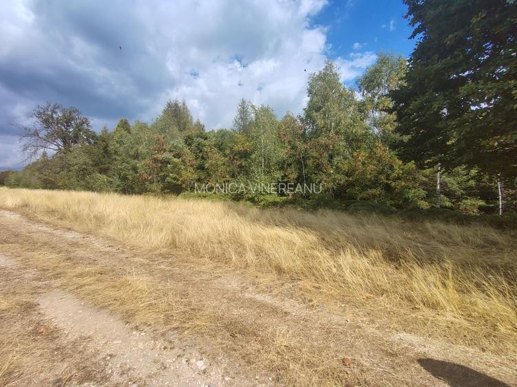 Teren 8000 mp in zona de munte - 4