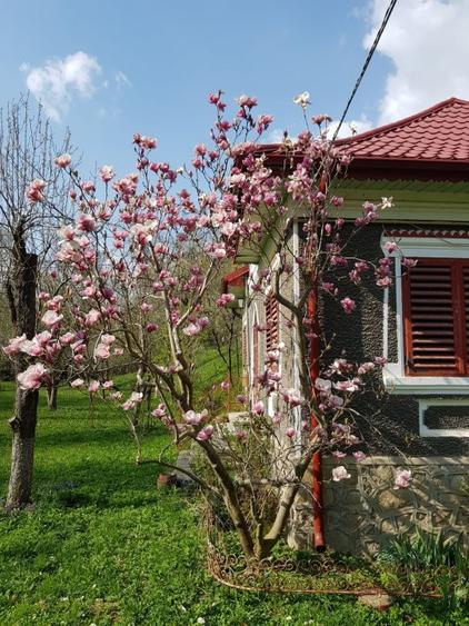 Vanzare casa Fieni - Runcu