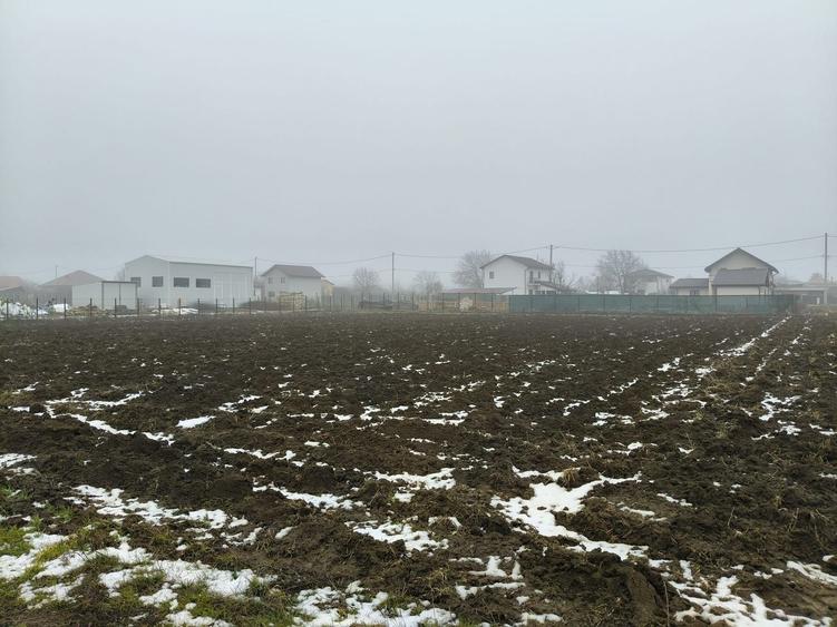 TEREN MOARA VLASIEI - CACIULATI 1500 mp