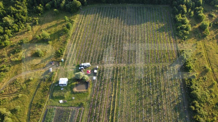 Afacere la Cheie: Plantație Afine – 1.93 Ha – Profit Garantat - 6