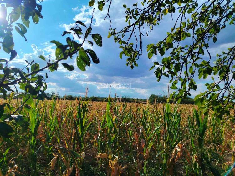 Vând casă 137mp și teren intravilan 5800mp în Supuru de Sus,jud.Satu Mare - 13