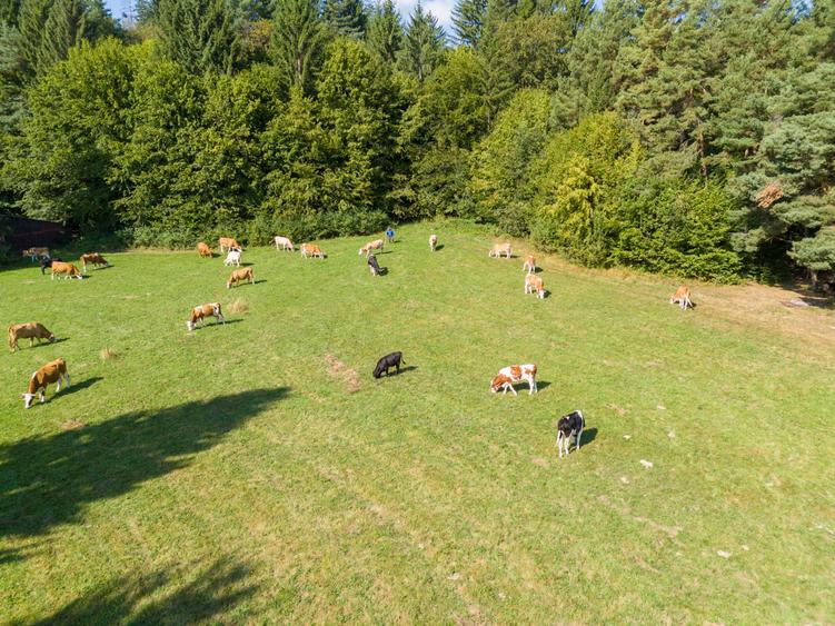 Teren intravilan 6800 mp, zona Lacuri Vulcan, Brașov